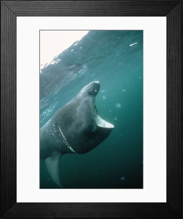 Framed Print : Basking Shark - Isle of Man Framed Print : Basking Shark - Isle of Man