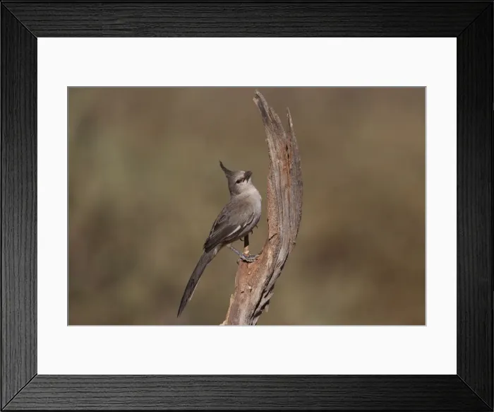 Framed Print : Chiming Wedgebill Near Imanpa Aboriginal Community, Northern Territory, Australia Framed Print : Chiming Wedgebill Near Imanpa Aboriginal Community, Northern Territory, Australia