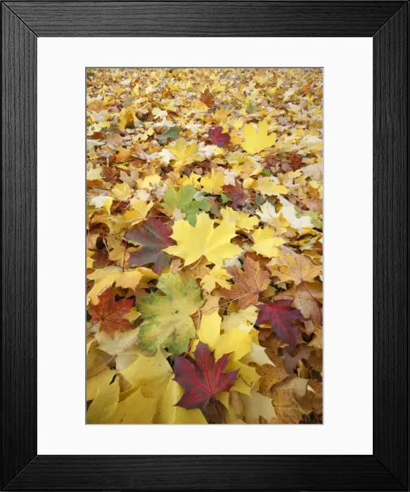 Framed Print : Norway Maple - autumn coloured leaves on ground in park - Hessen - Germany Framed Print : Norway Maple - autumn coloured leaves on ground in park - Hessen - Germany