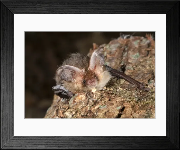 Framed Print : Brown Long Eared Bat - Cornwall - UK Framed Print : Brown Long Eared Bat - Cornwall - UK