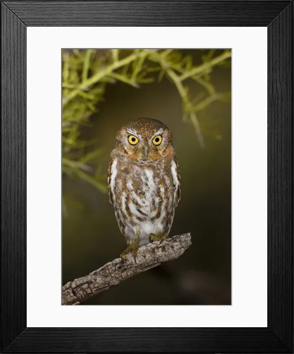 Framed Print : Elf Owl. Outside nest site. Southeast Arizona in March. USA Framed Print : Elf Owl. Outside nest site. Southeast Arizona in March. USA