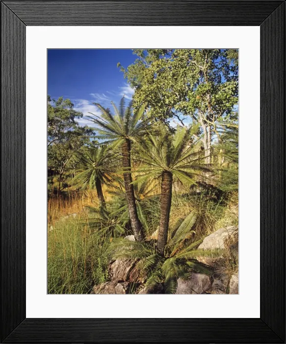 Framed Print : Cycad (Cycas calcicola) and Eucalyptus woodland, Litchfield National Park, Northern Territory, Australia JPF29464 Framed Print : Cycad (Cycas calcicola) and Eucalyptus woodland, Litchfield National Park, Northern Territory, Australia JPF29464