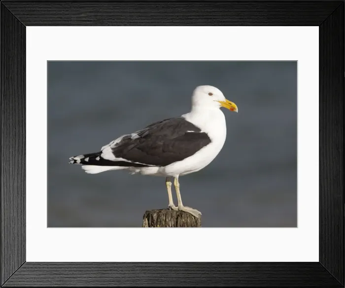 Framed Print : Kelp Gull / Black-backed Gull - perched on post - Near Thames - North Island - New Zealand Framed Print : Kelp Gull / Black-backed Gull - perched on post - Near Thames - North Island - New Zealand