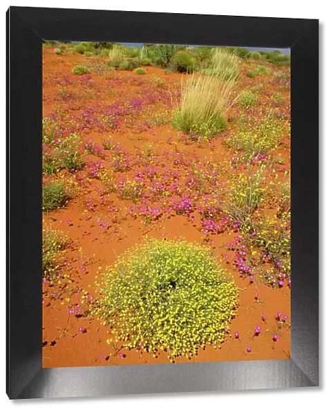 Desert - Plants in bloom Northern Territory, Australia JPF28366