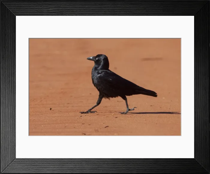 Framed Print : Little Crow - walking on dust road - near Mt Liebig - Northern Territory - Australia Framed Print : Little Crow - walking on dust road - near Mt Liebig - Northern Territory - Australia