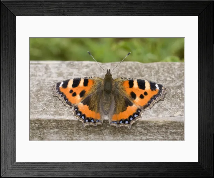 Framed Print : Small Tortoiseshell Butterfly - at rest on fence - UK Framed Print : Small Tortoiseshell Butterfly - at rest on fence - UK