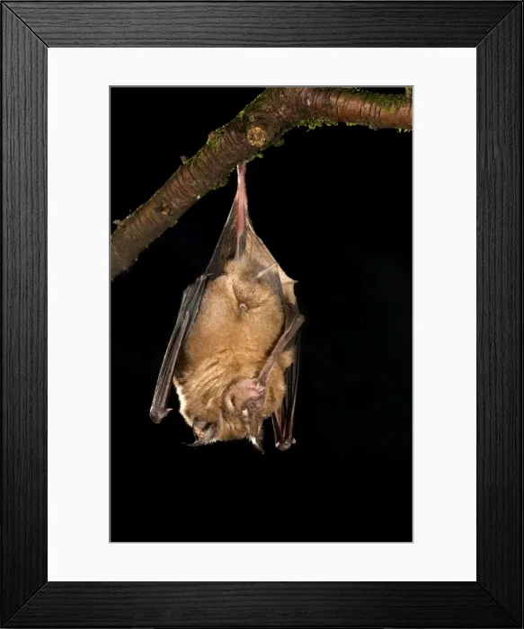 Framed Print : Greater Horseshoe Bat - UK Framed Print : Greater Horseshoe Bat - UK