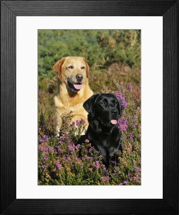 Framed Print : DOG. Yellow labrador sitting behind black labrador Framed Print : DOG. Yellow labrador sitting behind black labrador