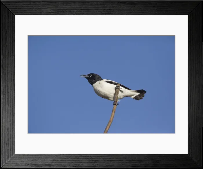 Framed Print : Pied Honeyeater A male near a waterhole at Ti Tree, Northern Territory, Australia Framed Print : Pied Honeyeater A male near a waterhole at Ti Tree, Northern Territory, Australia