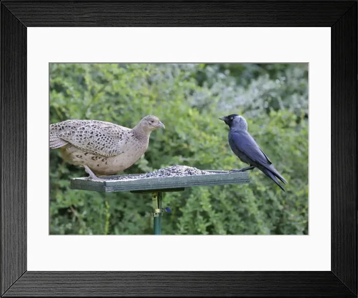 Framed Print : Pheasant (female) - with Jackdaw (Corvus monedula) on bird feeding table Framed Print : Pheasant (female) - with Jackdaw (Corvus monedula) on bird feeding table