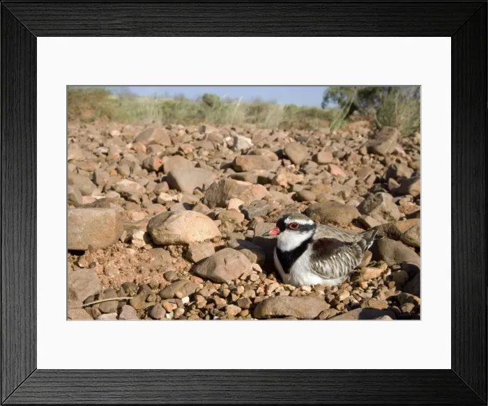 Framed Print : Black-fronted Dotterel Sitting on its nest at Canteen Creek, central Northern Territory, Australia Framed Print : Black-fronted Dotterel Sitting on its nest at Canteen Creek, central Northern Territory, Australia