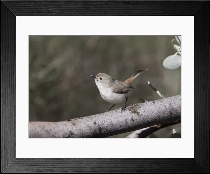 Framed Print : Inland Thornbill - in mulga scrub near Mt Liebig - Northern Territory - Australia Framed Print : Inland Thornbill - in mulga scrub near Mt Liebig - Northern Territory - Australia