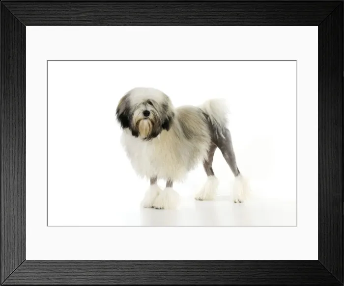 Framed Print : DOG. Lowchen Framed Print : DOG. Lowchen