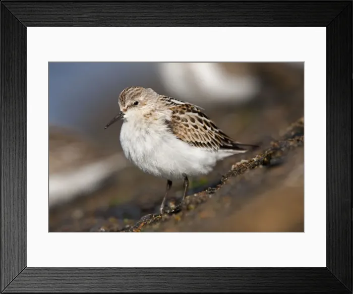 Framed Print : Little Stint - on the shore Framed Print : Little Stint - on the shore