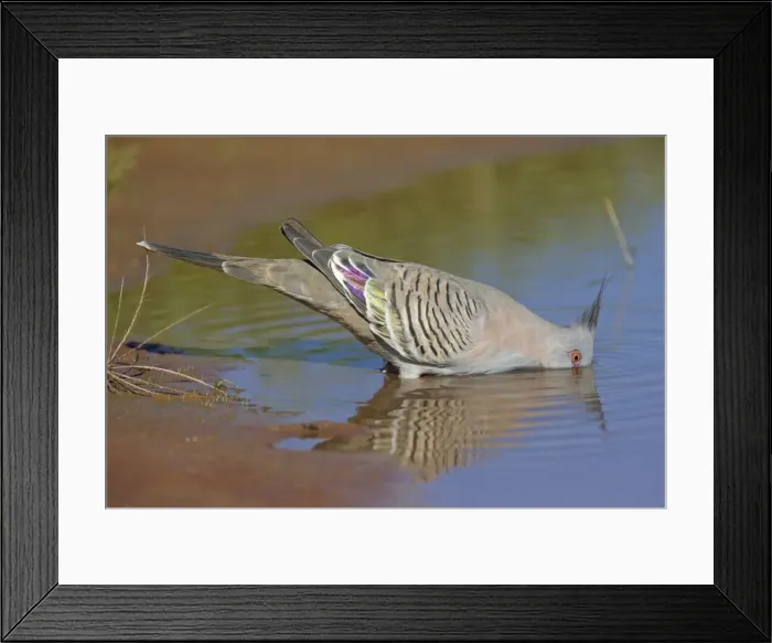 Framed Print : Crested Pigeon - drinking at pool - east of the airstrip at Ti Tree - Northern Territory - Australia Framed Print : Crested Pigeon - drinking at pool - east of the airstrip at Ti Tree - Northern Territory - Australia
