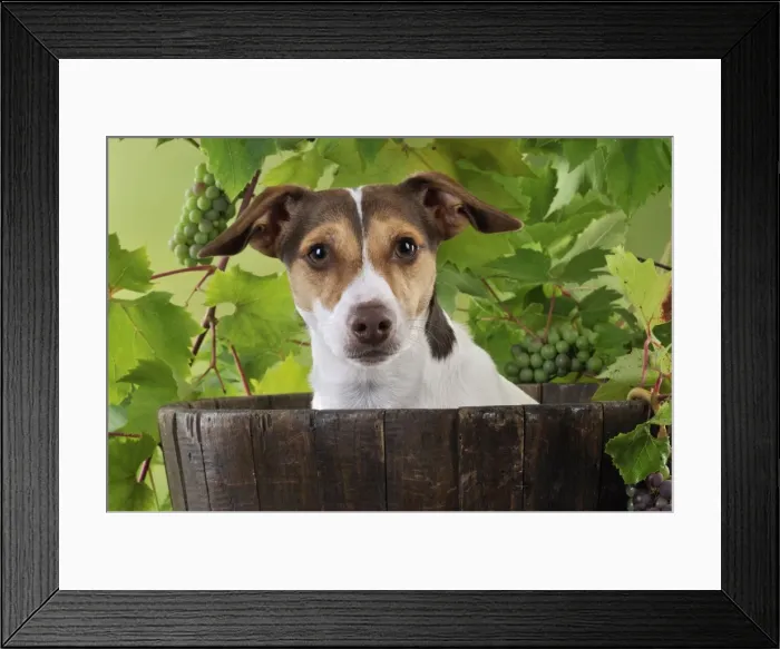 Framed Print : DOG. Jack russell terrier in a barrel with grapes Framed Print : DOG. Jack russell terrier in a barrel with grapes