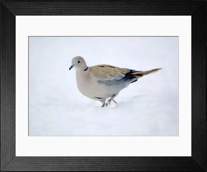 Framed Print : Collared Dove - in the snow Framed Print : Collared Dove - in the snow