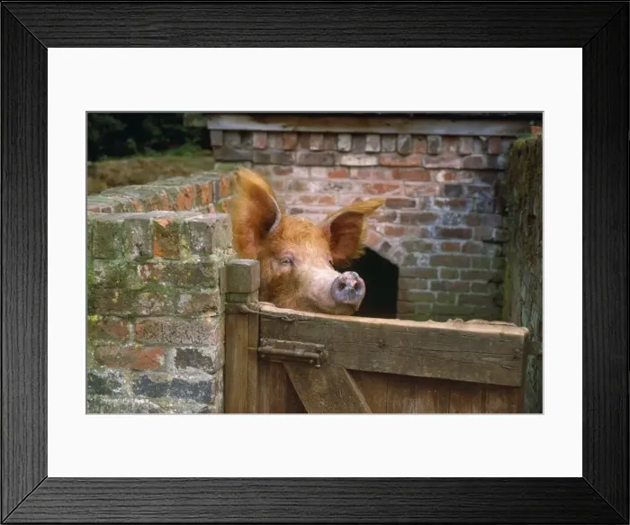 Framed Print : Tamworth Pig - in sty Framed Print : Tamworth Pig - in sty