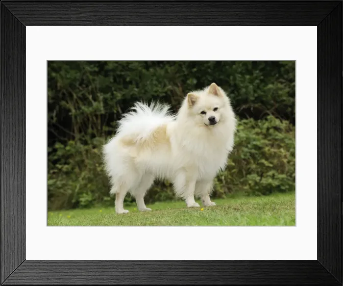 Framed Print : DOG. German Spitz Mittel Framed Print : DOG. German Spitz Mittel