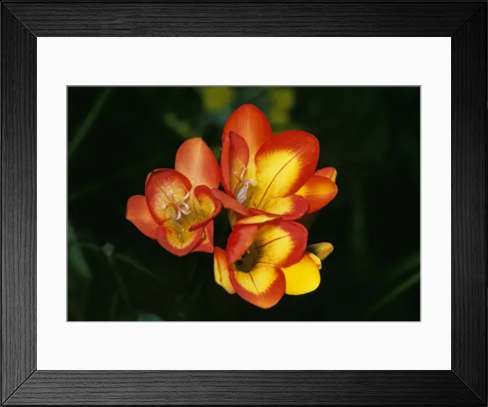 Framed Print : Freesia Hybrida - close up of flower Framed Print : Freesia Hybrida - close up of flower