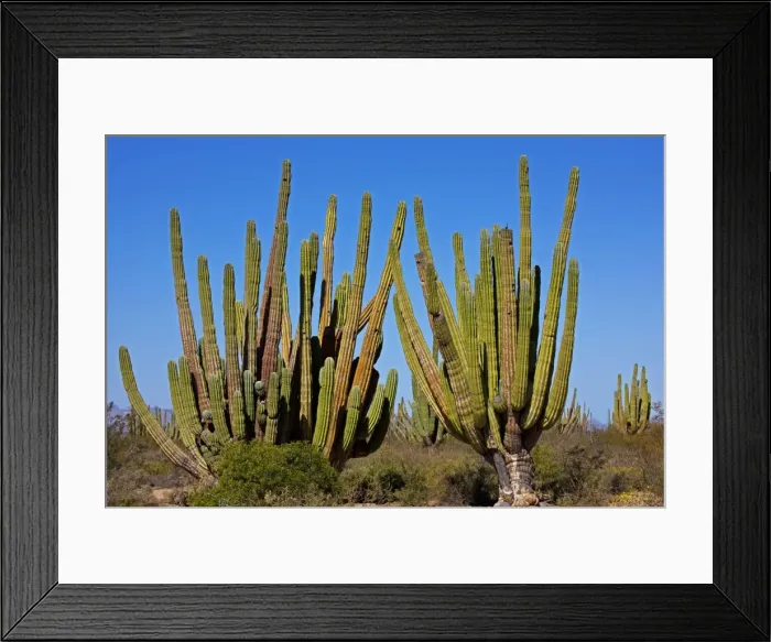 Framed Print : Cardon Cactus - resembles saguaro in growth form but is much more massive - Develops thick trunk and the branches are closer to the ground and often more numerous than saguaro - May exceed 60 feet tall - Occurs in most of Baja California-on Framed Print : Cardon Cactus - resembles saguaro in growth form but is much more massive - Develops thick trunk and the branches are closer to the ground and often more numerous than saguaro - May exceed 60 feet tall - Occurs in most of Baja California-on