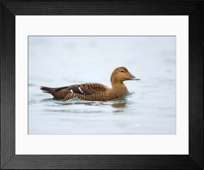 Framed Print : Eider Duck - female - Straumen - Norway Framed Print : Eider Duck - female - Straumen - Norway