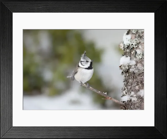 Framed Print : Crested Tit - snow - Norway