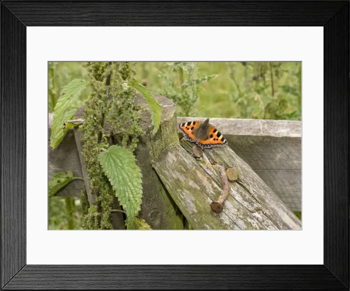 Framed Print : Small Tortoiseshell Butterfly - at rest on fence - UK Framed Print : Small Tortoiseshell Butterfly - at rest on fence - UK