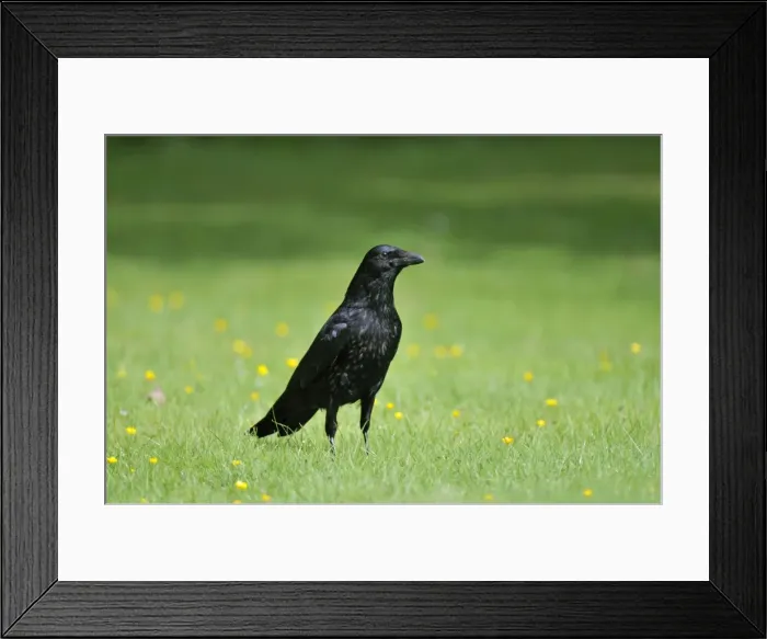 Framed Print : Carrion Crow - on grass Framed Print : Carrion Crow - on grass