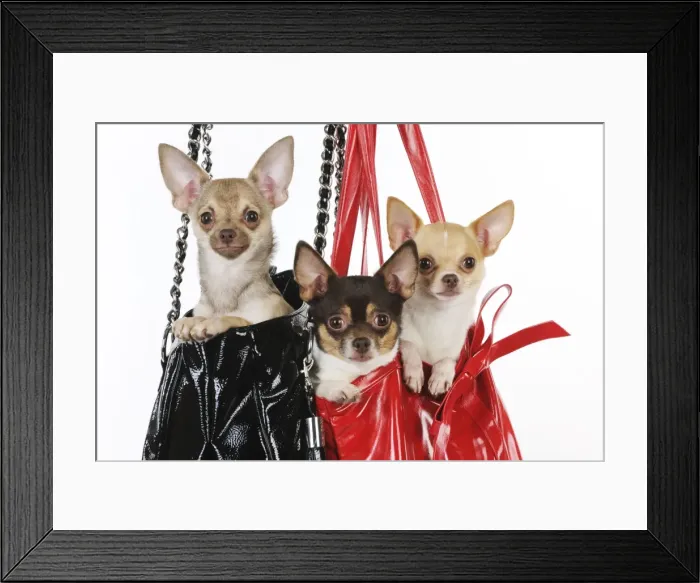 Framed Print : DOG. Chihuahuas in handbags Framed Print : DOG. Chihuahuas in handbags