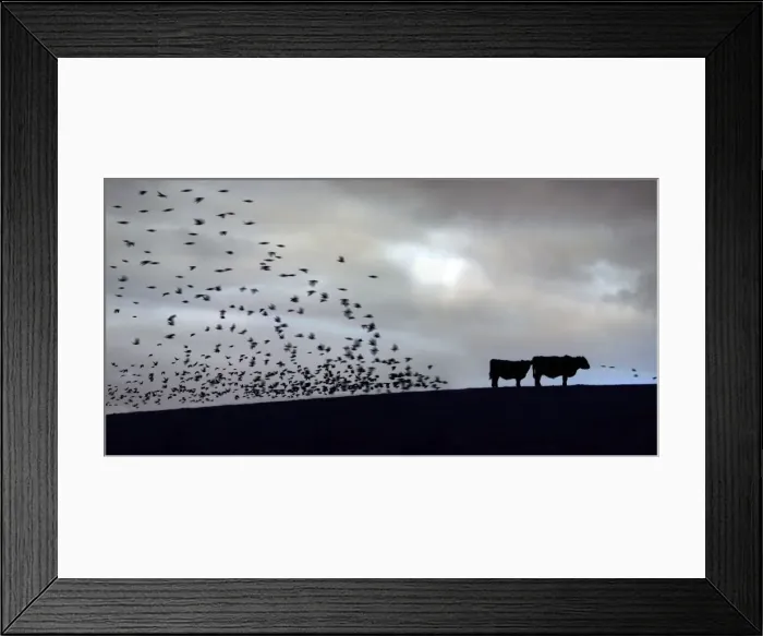 Framed Print : Starlings - dusk - flying to roost - Siblyback reservoir - Cornwall - UK Framed Print : Starlings - dusk - flying to roost - Siblyback reservoir - Cornwall - UK