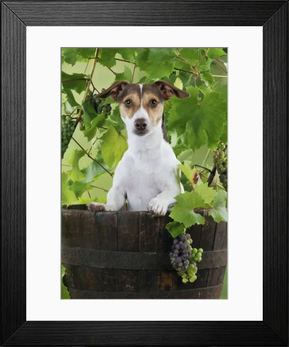 Framed Print : DOG. Jack russell terrier in a barrel with grapes Framed Print : DOG. Jack russell terrier in a barrel with grapes