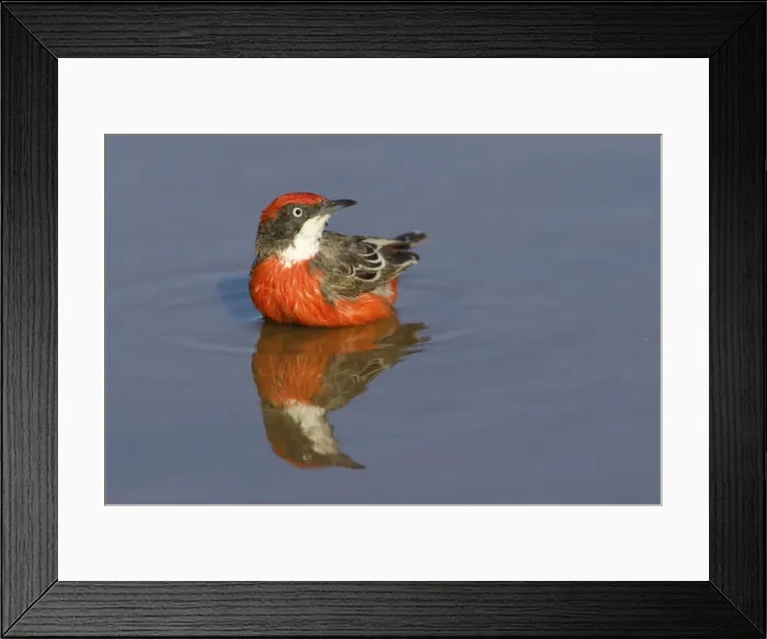 Framed Print : Crimson Chat - bathing in pool - near Ti Tree - Northern Territory - Australia Framed Print : Crimson Chat - bathing in pool - near Ti Tree - Northern Territory - Australia