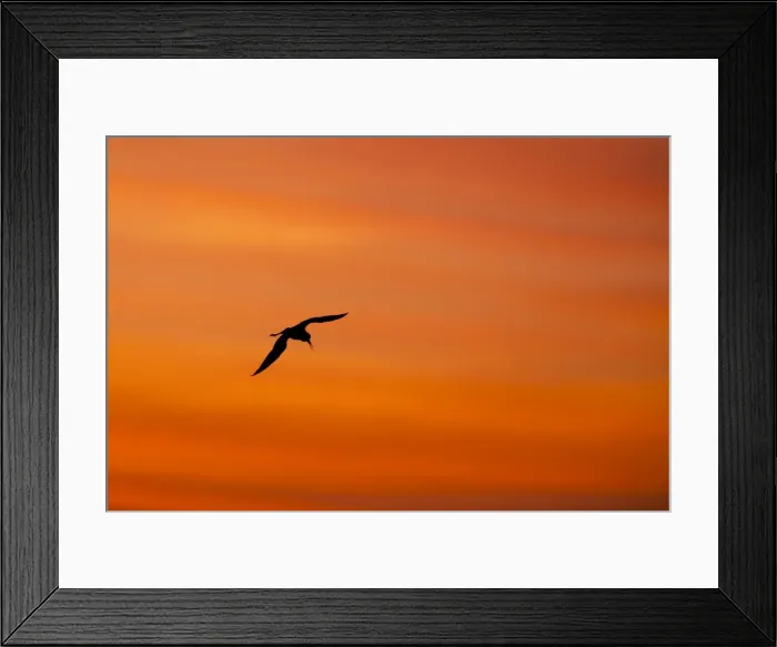 Framed Print : Black winged Stilt - adult in flight silhoutted against sunrise - Southern Spain Framed Print : Black winged Stilt - adult in flight silhoutted against sunrise - Southern Spain