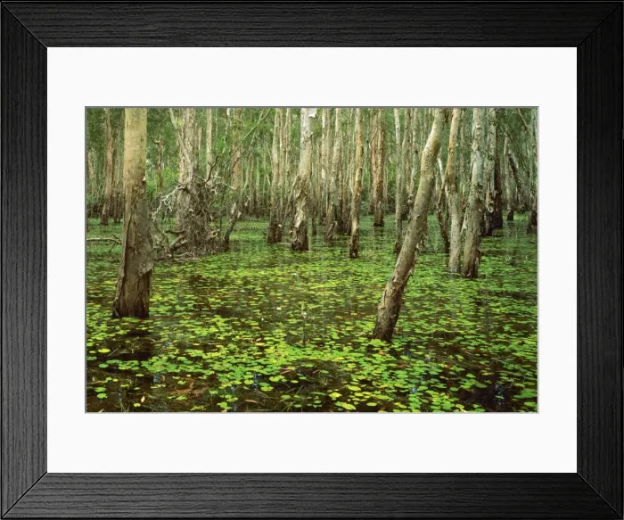 Framed Print : Paperbarks in swamp during the Wet Kakadu National Park (World Heritage Area) - Northern Territory, Australia JPF28939