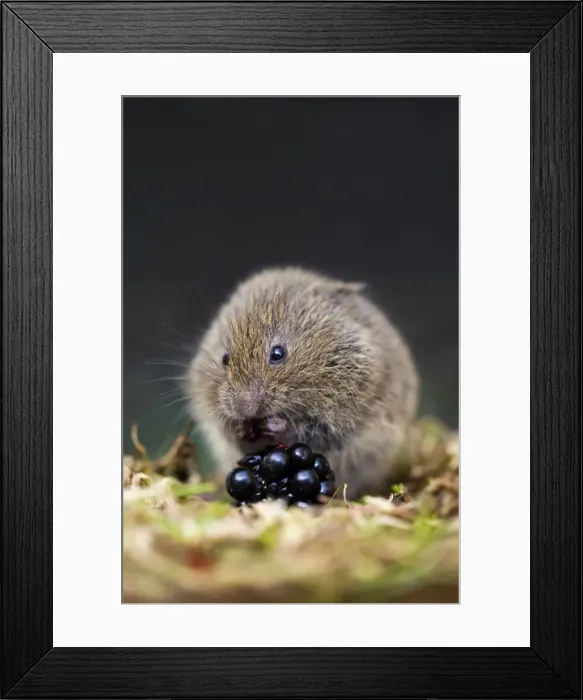 Framed Print : Field Vole - eating blackberry - UK Framed Print : Field Vole - eating blackberry - UK