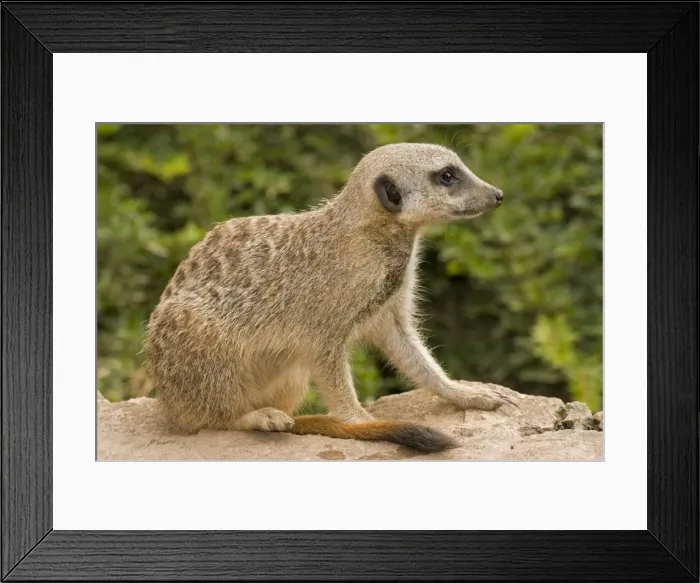 Framed Print : Meerkat - juvenile sitting down Framed Print : Meerkat - juvenile sitting down