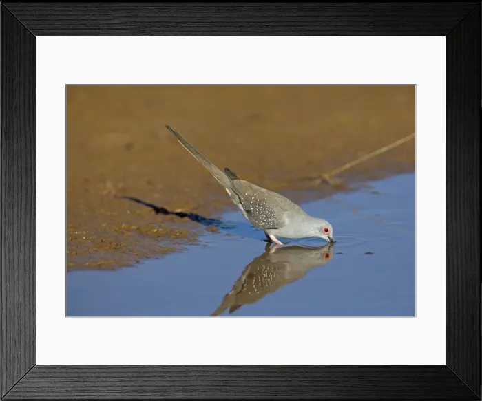 Framed Print : Diamond Dove - drinking at pool - near Ti Tree - Northern Territory - Australia Framed Print : Diamond Dove - drinking at pool - near Ti Tree - Northern Territory - Australia