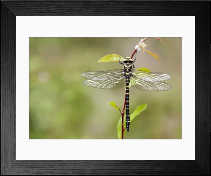 Framed Print : Golden Ringed Dragonfly - UK Framed Print : Golden Ringed Dragonfly - UK