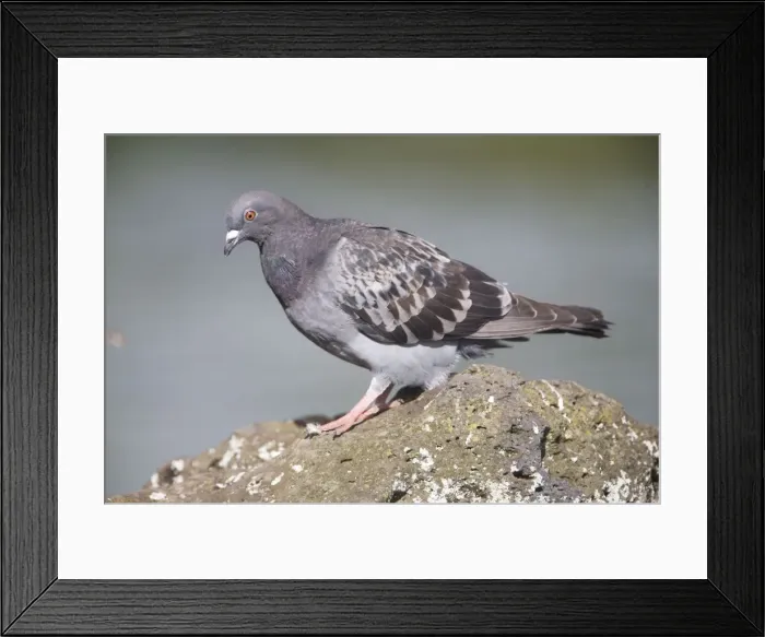 Framed Print : Rock Dove On a rock at Western Springs, Auckland, New Zealand Framed Print : Rock Dove On a rock at Western Springs, Auckland, New Zealand
