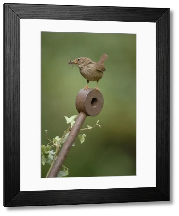 Framed Print : Wren - with food in mouth Framed Print : Wren - with food in mouth