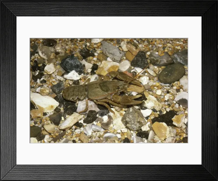 Framed Print : Crayfish - In shallow water Framed Print : Crayfish - In shallow water