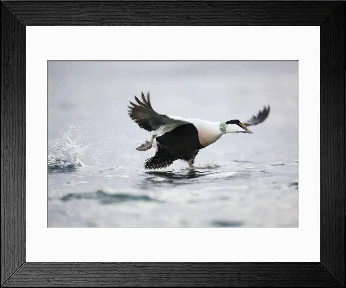 Framed Print : Eider Duck - male running on water - Straumen - Norway Framed Print : Eider Duck - male running on water - Straumen - Norway