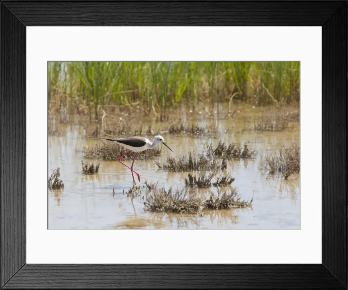 Framed Print : Black winged Stilt - adult feeding in marsh - Southern Spain Framed Print : Black winged Stilt - adult feeding in marsh - Southern Spain
