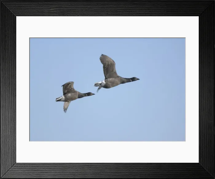 Framed Print : Brent Geese - two in flight Framed Print : Brent Geese - two in flight