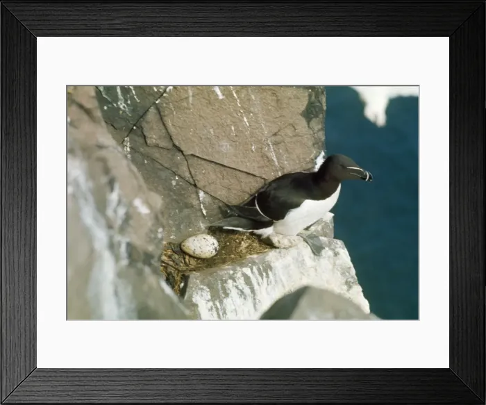 Framed Print : Razorbill - at nest site and egg Framed Print : Razorbill - at nest site and egg