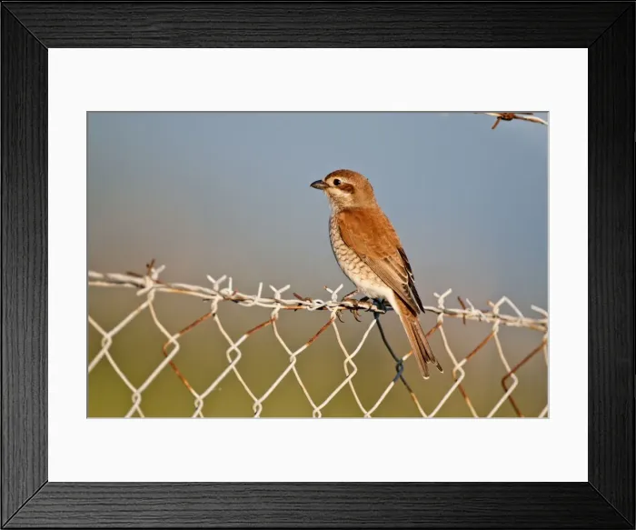 Framed Print : Red- backed Shrike - female perched on barbed wire fence - Lesvos Framed Print : Red- backed Shrike - female perched on barbed wire fence - Lesvos