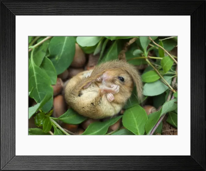 Framed Print : Dormouse - Cornwall - UK Framed Print : Dormouse - Cornwall - UK