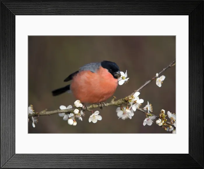 Framed Print : Bullfinch - male - eating blossom - Cornwall - UK Framed Print : Bullfinch - male - eating blossom - Cornwall - UK
