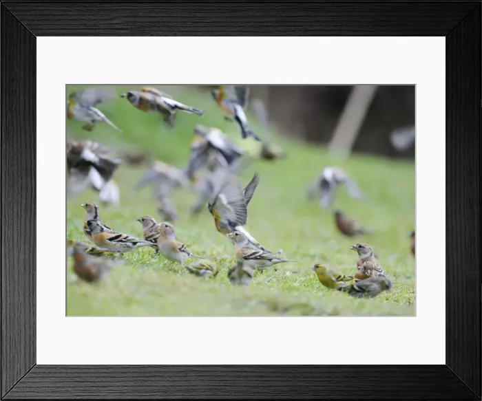 Framed Print : Brambling - on ground and in flight Framed Print : Brambling - on ground and in flight